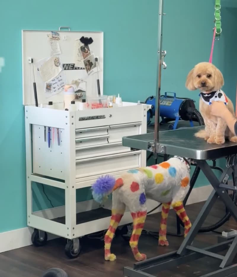 Salon grooming station with a stainless table, tool trolley and two dogs, one in creative-grooming colour