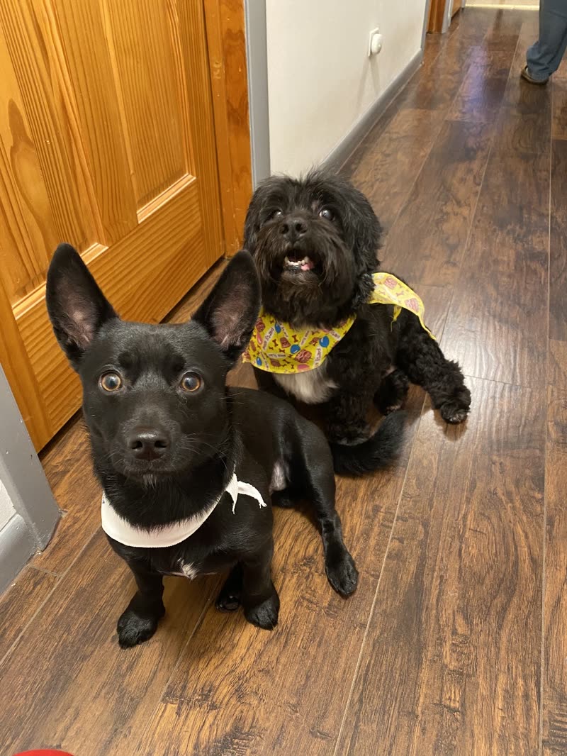 Two freshly groomed dogs by the door, a black dog in a white bow tie and a fluffy black-and-white dog in a yellow bandana