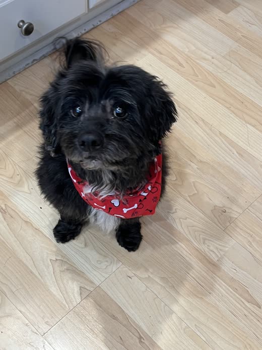 A small black scruffy dog in a red heart-print bandana sitting on a pale wood floor