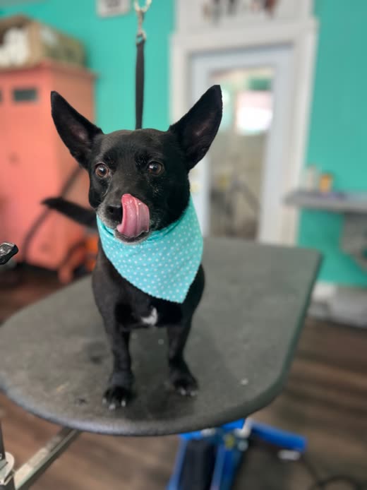 A black dog in a pale blue spotted bandana on a grooming table licking its nose
